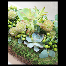 多肉植物のインテリアBOX(フレッシュフラワー)